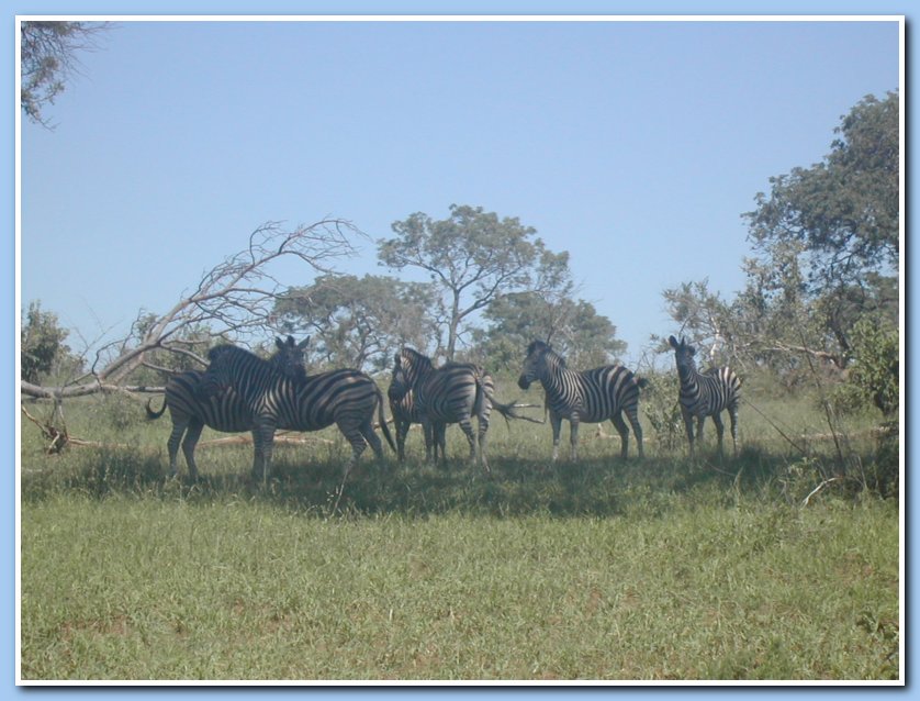 Kruger zebras
